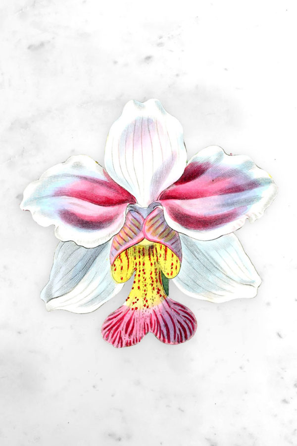 individualorchid